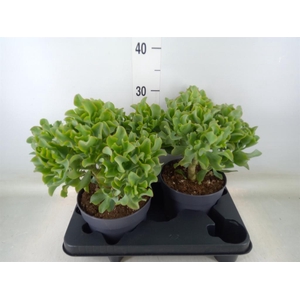 Crassula arborescens 'Curly'