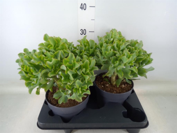 <h4>Crassula arborescens 'Curly'</h4>