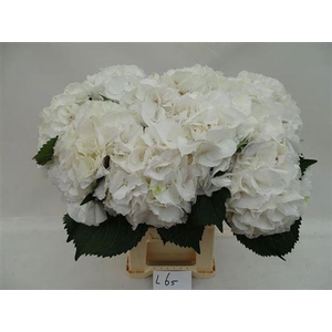Hydr M Schneeball 65 Cm