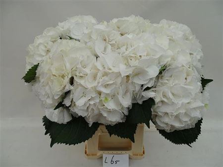 <h4>Hydr M Schneeball 65 Cm</h4>