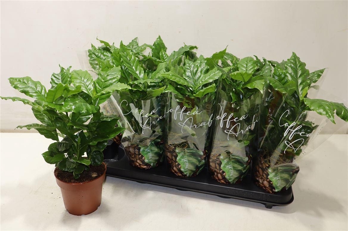 <h4>Coffea Arabica</h4>