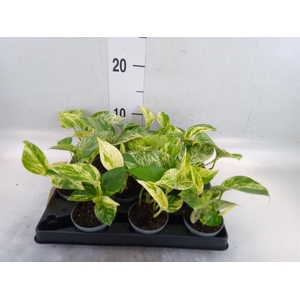 Epipremnum pinn. 'Marble Queen'