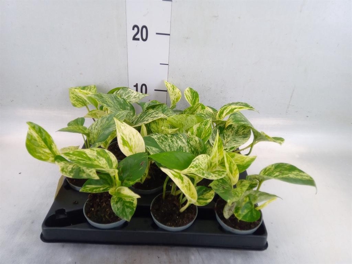 <h4>Epipremnum pinn. 'Marble Queen'</h4>