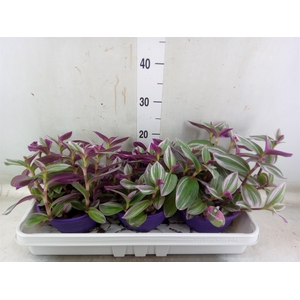 Tradescantia albif. 'Nanouk'