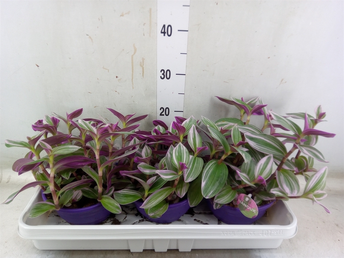 <h4>Tradescantia albif. 'Nanouk'</h4>