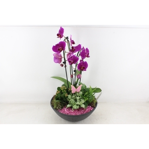 arr2 PL - Ebbischaal phal cascade roze