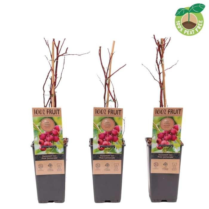 <h4>Vaccinium corymbosum</h4>