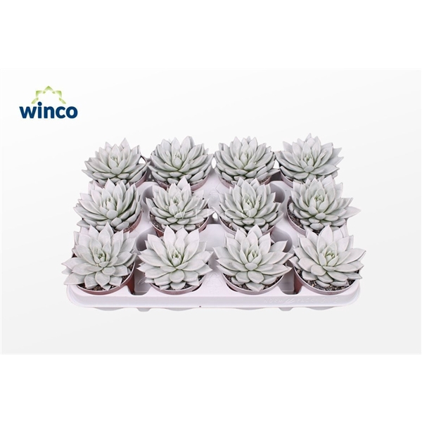 <h4>Echeveria Agavoides Paint White</h4>
