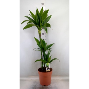 Dracaena frag. 'Janet Craig'