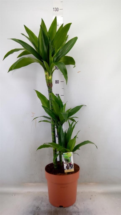 <h4>Dracaena frag. 'Janet Craig'</h4>