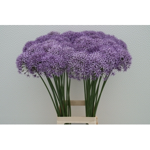 ALLIUM VIOLET BEAUTY