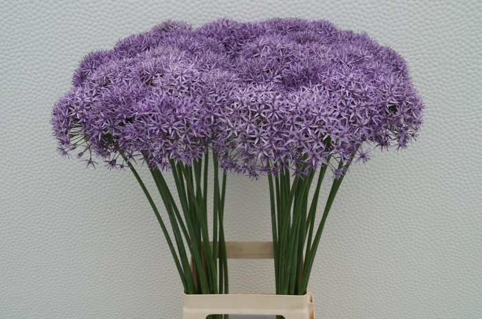 <h4>ALLIUM VIOLET BEAUTY</h4>