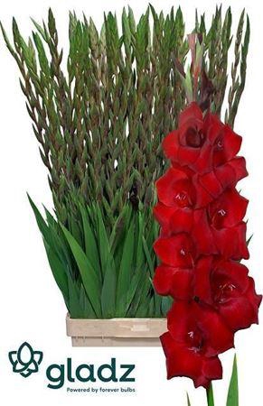 <h4>Glad Gr Fat Boy</h4>