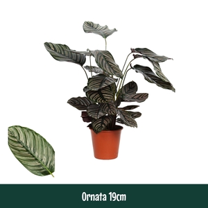 Calathea sanderiana