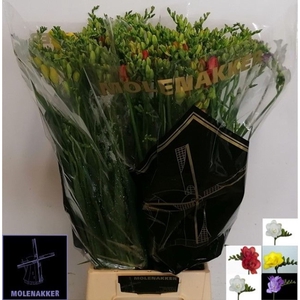 Freesia du mix