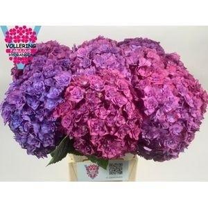 HYDR M ROY ANASTA BL