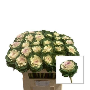 Brass White Crane 70cm