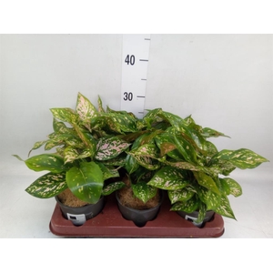 Aglaonema   ...