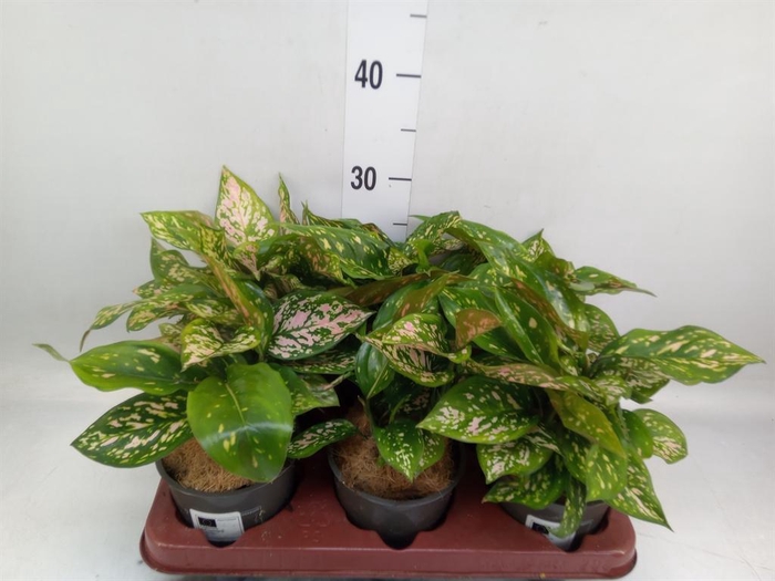 <h4>Aglaonema   ...</h4>