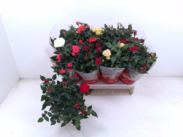 <h4>RO FAV RO GEM 5 SRT</h4>