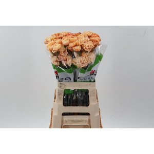 Di St Tinted GothicOrange