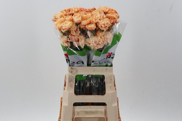 <h4>Di St Tinted GothicOrange</h4>