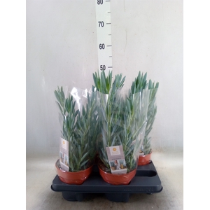 Curio ficoides 'Mount everest'