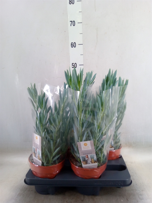 <h4>Curio ficoides 'Mount everest'</h4>