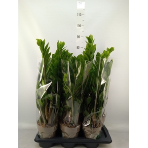 Zamioculcas zamiifolia