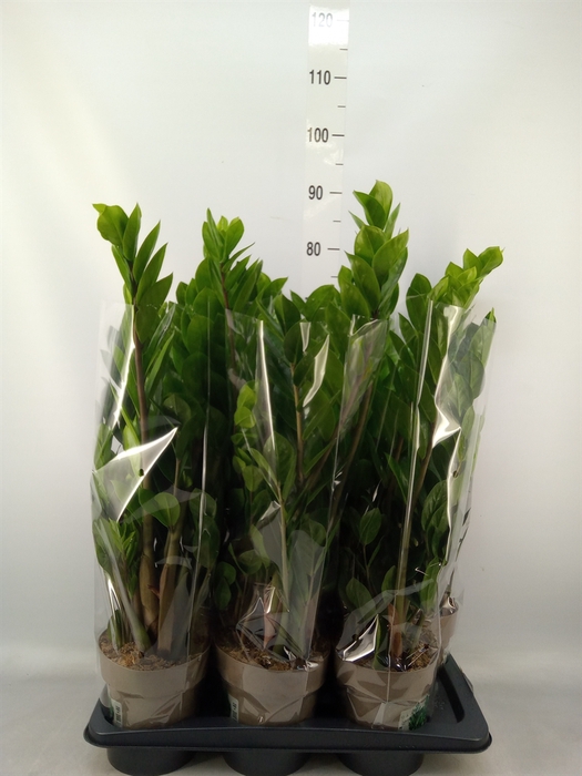 <h4>Zamioculcas zamiifolia</h4>