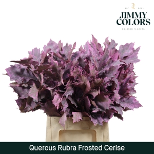 Quercus Rubra L60 Klbh. frosted cerise