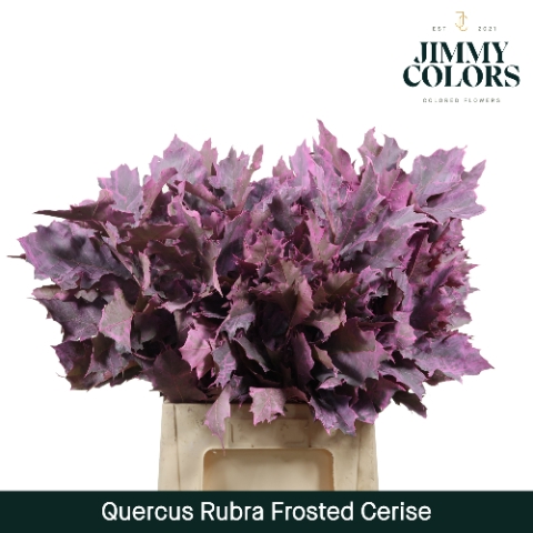<h4>Quercus Rubra L60 Klbh. Frosted Cerise</h4>
