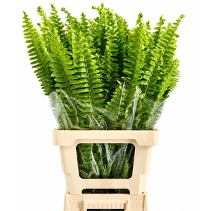 Nephrolepis