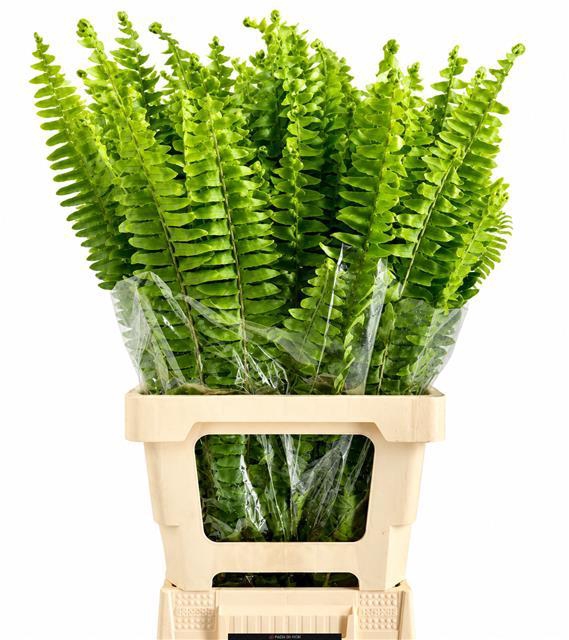 <h4>Nephrolepis</h4>