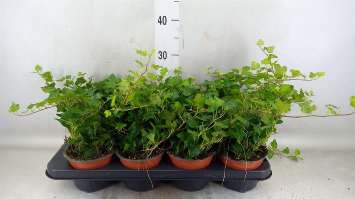 <h4>Hedera helix 'Wonder'</h4>