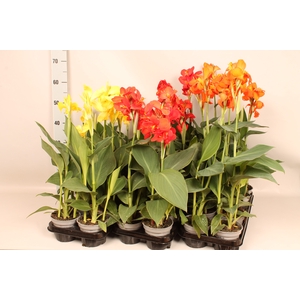 Canna generalis Cannova Divers