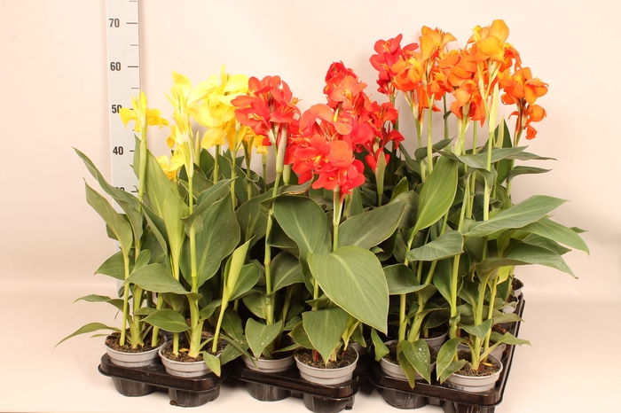 Canna generalis Cannova Divers
