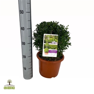 Buxus sempervirens Bol 25