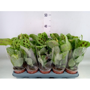 Maranta leuc. 'Fiesta'