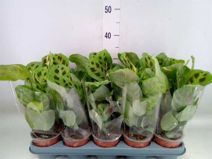 <h4>Maranta leuc. 'Fiesta'</h4>