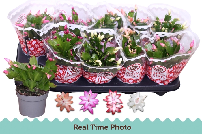 <h4>SCHLUMB GEM 4 KL</h4>