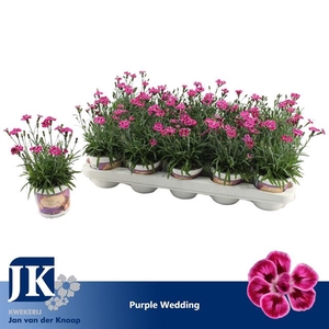 DIANTHUS PURPLE WEDDING