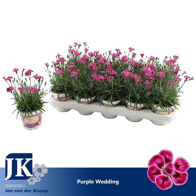 DIANTHUS PURPLE WEDDING