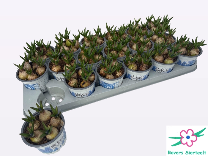 <h4>MUSCAR BLUE MAGIC</h4>