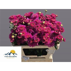 CHR T BLENDA PURPER
