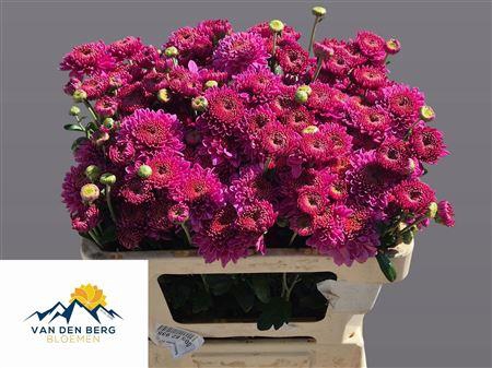<h4>CHR T BLENDA PURPER</h4>