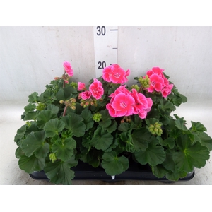 Pelargonium pelt.   ...