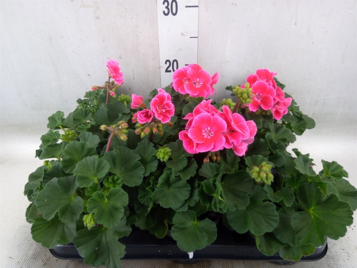 <h4>Pelargonium pelt.   ...</h4>