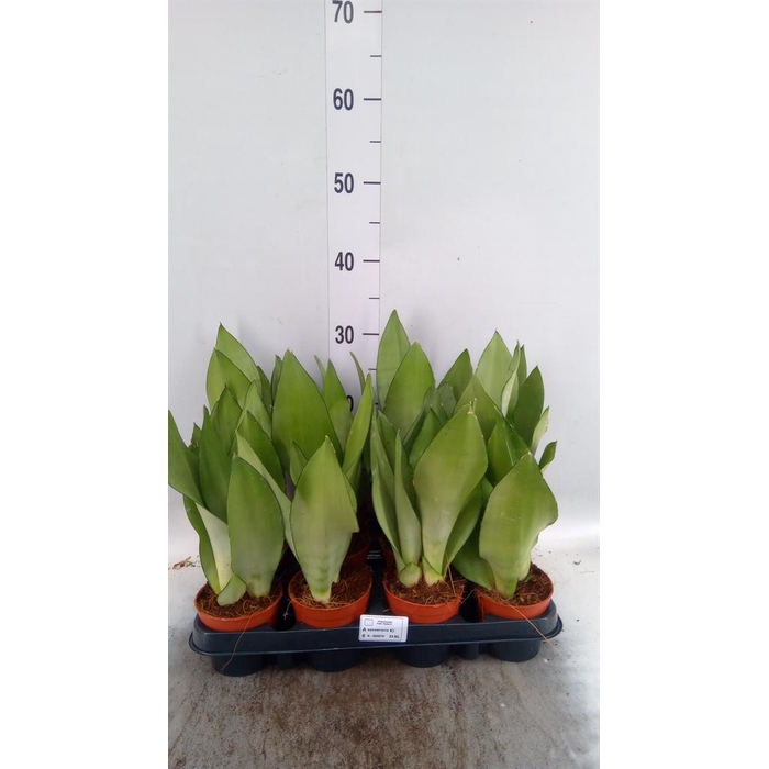 <h4>Sansevieria trifa. 'Moonshine'</h4>