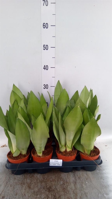 Sansevieria trifa. 'Moonshine'